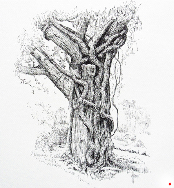 detailed pen drawing of ancient tree/