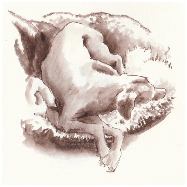 brush drawing of sleeping dog/