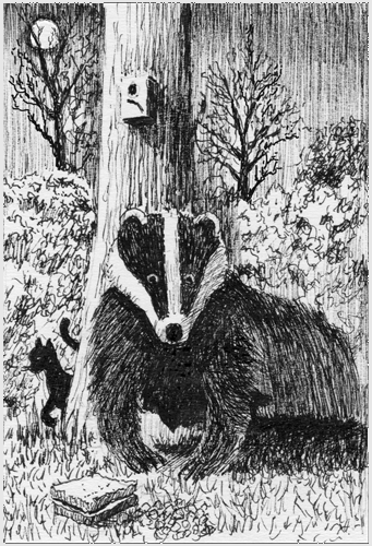 drawing of badger in garden at night/