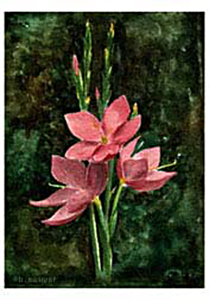 Pink Lily/