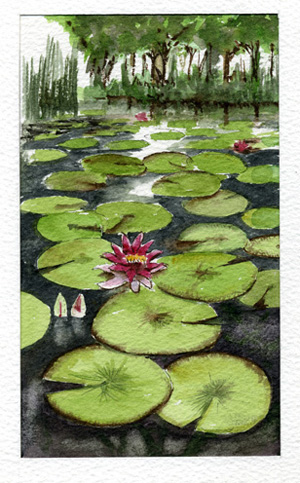 Waterlily/