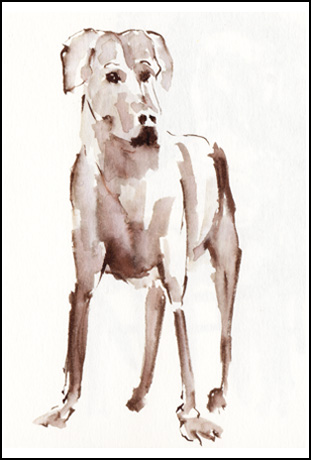 brush portrait : polly the visla (dog)/